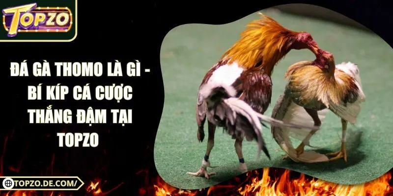 Đá gà Thomo Là Gì - Bí Kíp Cá Cược Thắng Đậm Tại Topzo