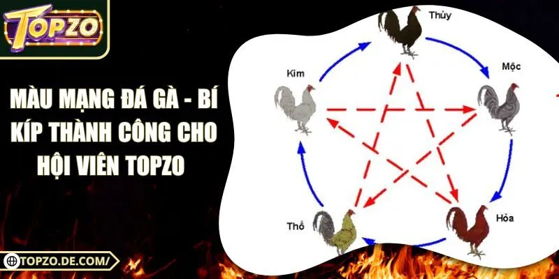 Màu Mạng Đá Gà - Bí Kíp Thành Công Cho Hội Viên Topzo